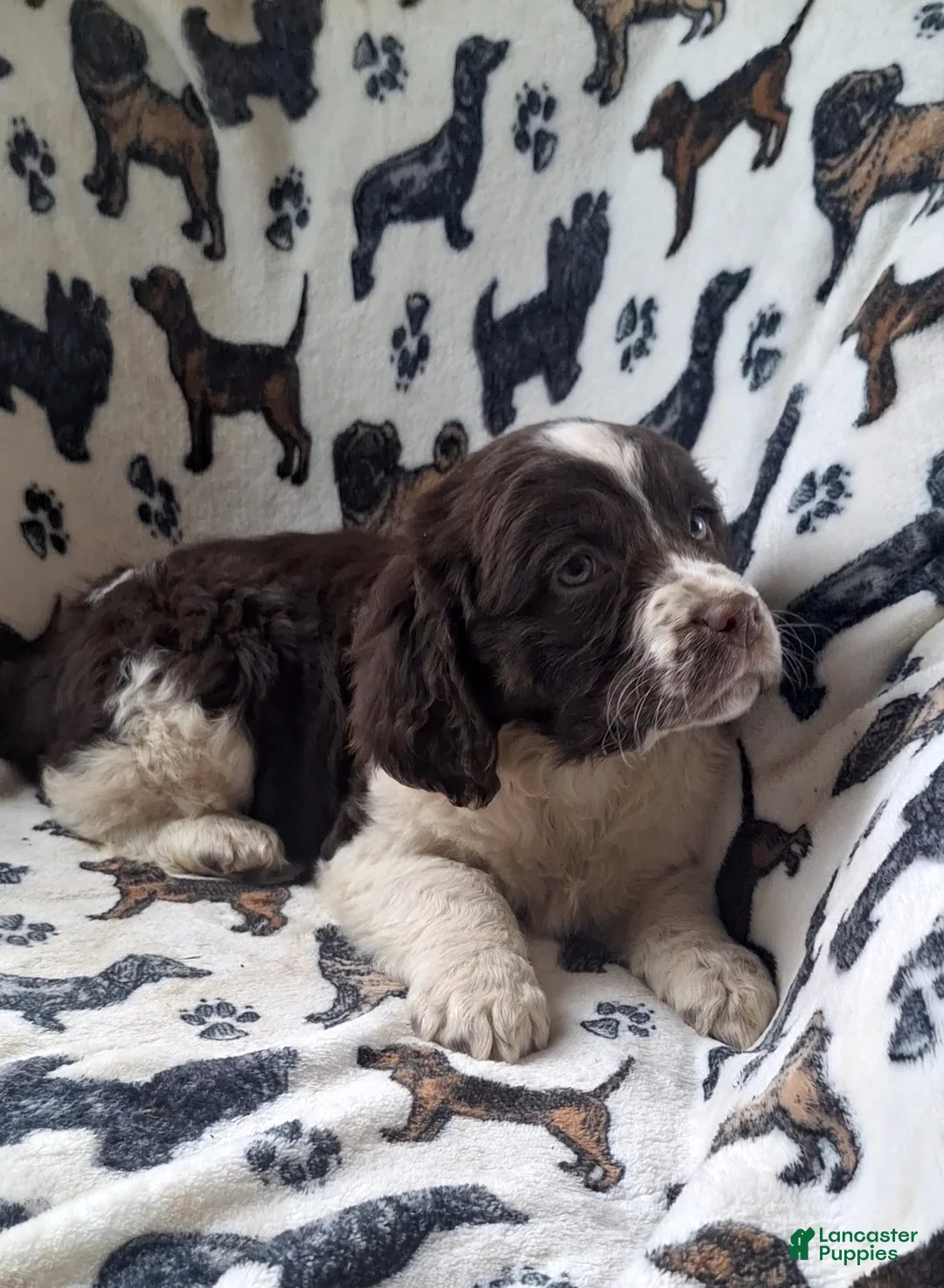 English Springer Spaniel dogs for sale: Belle - Ad 3
