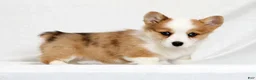 Welsh Corgi Pembroke dogs for sale: Fern - Ad 1