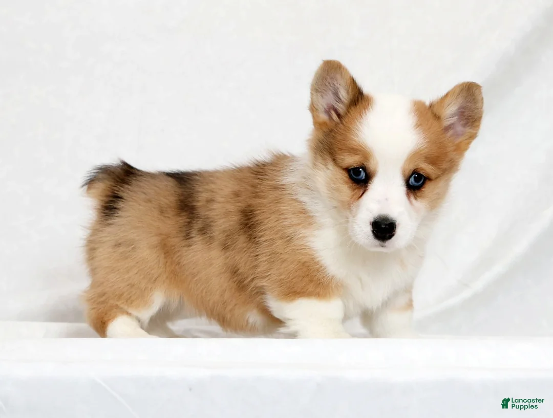 Welsh Corgi Pembroke dogs for sale: Fern - Ad 1