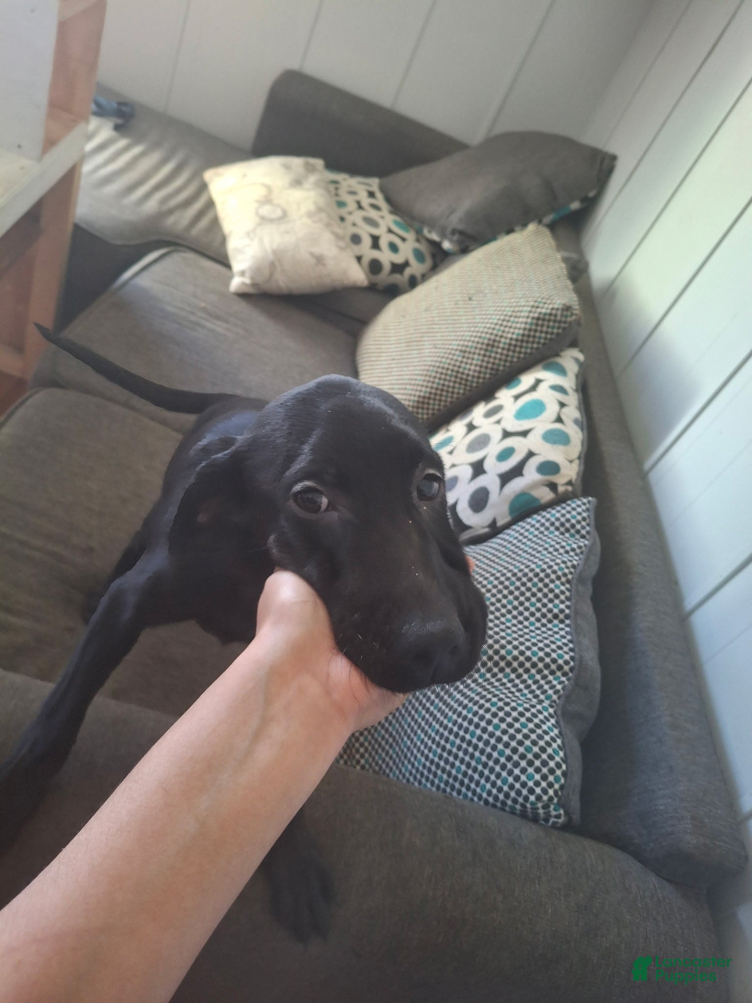 Labrador Retriever dogs for sale: Labrador Retriever Puppy 2 - Ad 1