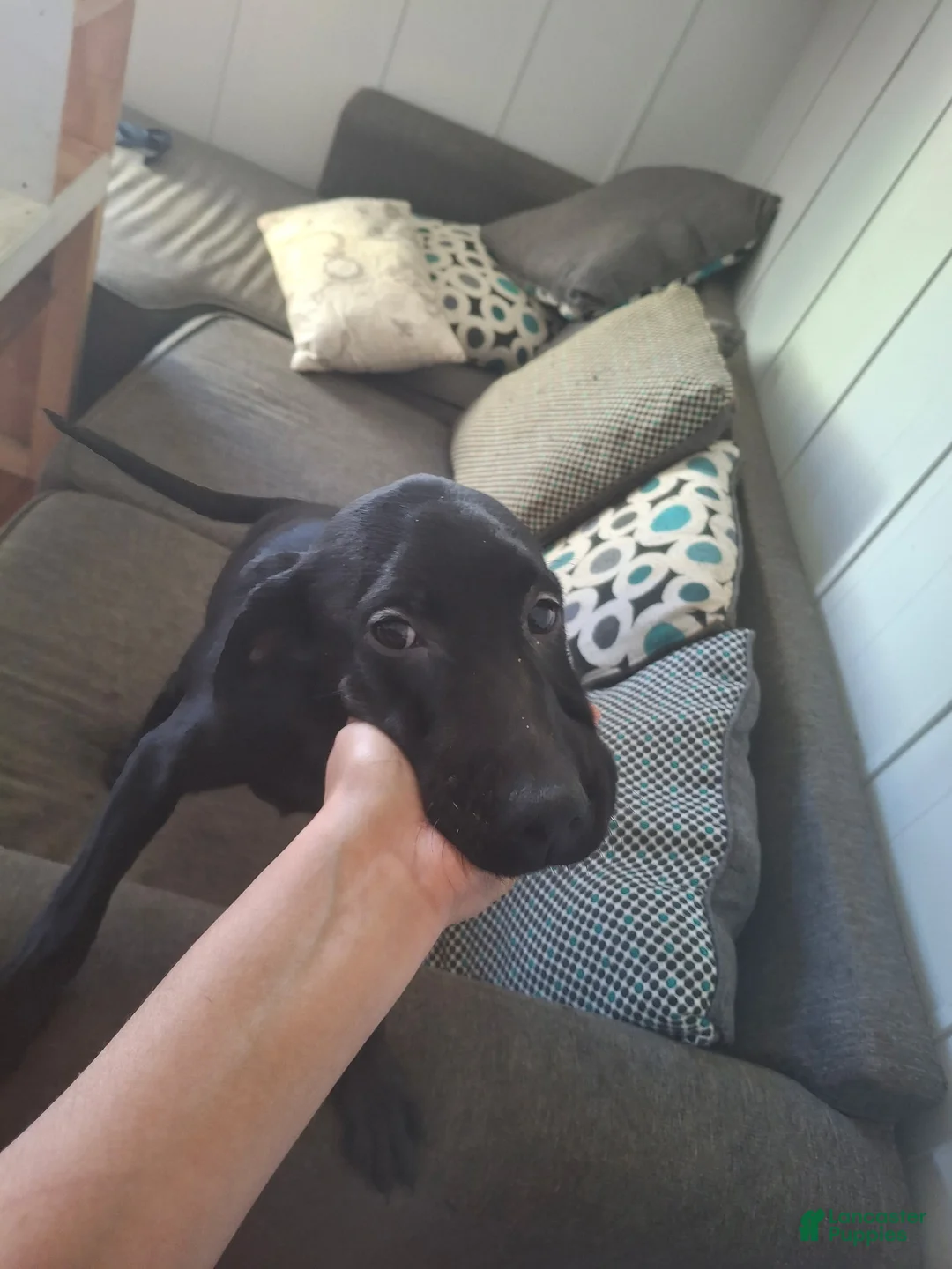 Labrador Retriever dogs for sale: Labrador Retriever Puppy 2 - Ad 1