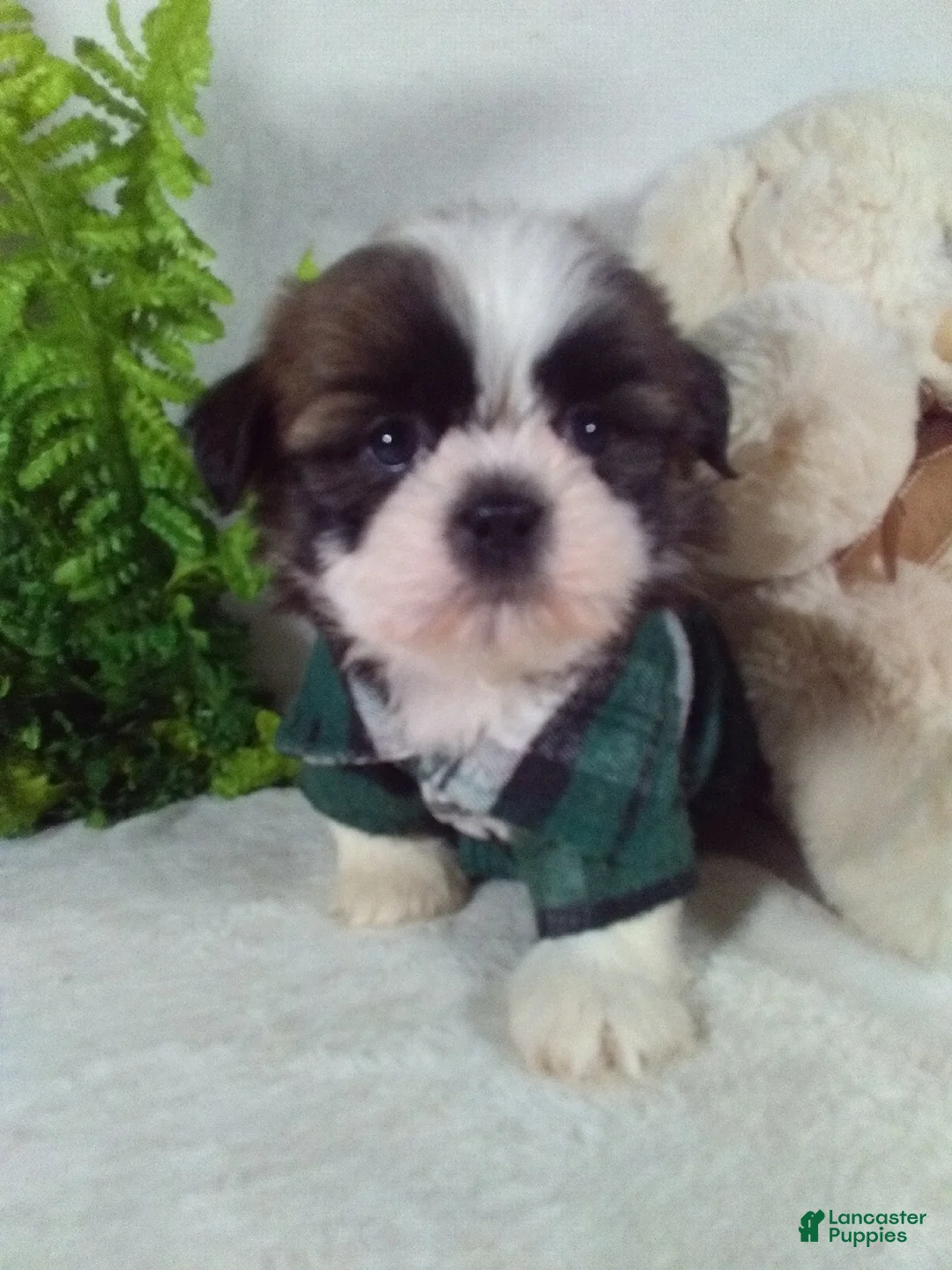 Shih Tzu dogs for sale: Bruno - Ad 2