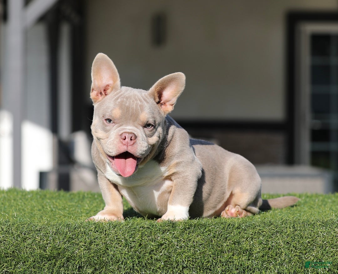 American Bully dogs for sale: American Bully Puppy 1 - Ad 3