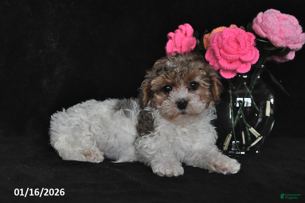 Miniature Poodle dogs Lucy - Ad 38