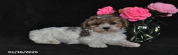 Miniature Poodle dogs for sale: Lucy - Ad 1