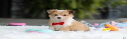 Mixed Breed dogs for sale: Milo - Ad 7