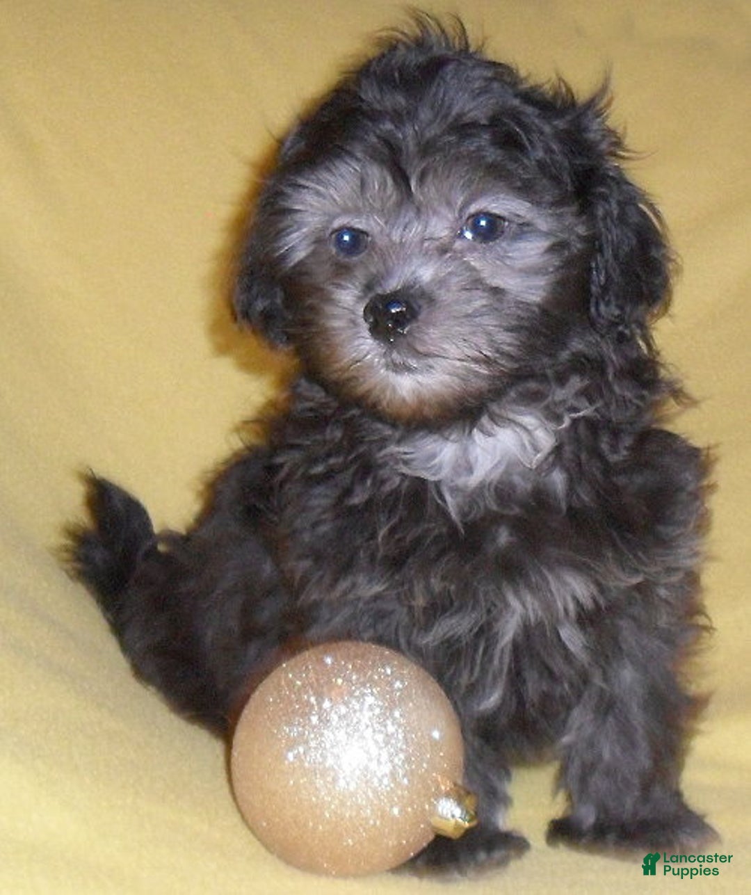 Shihpoo dogs for sale: Shadow - Ad 5