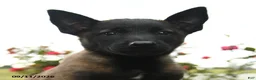 Belgian Malinois dogs for sale: Nova - Ad 2