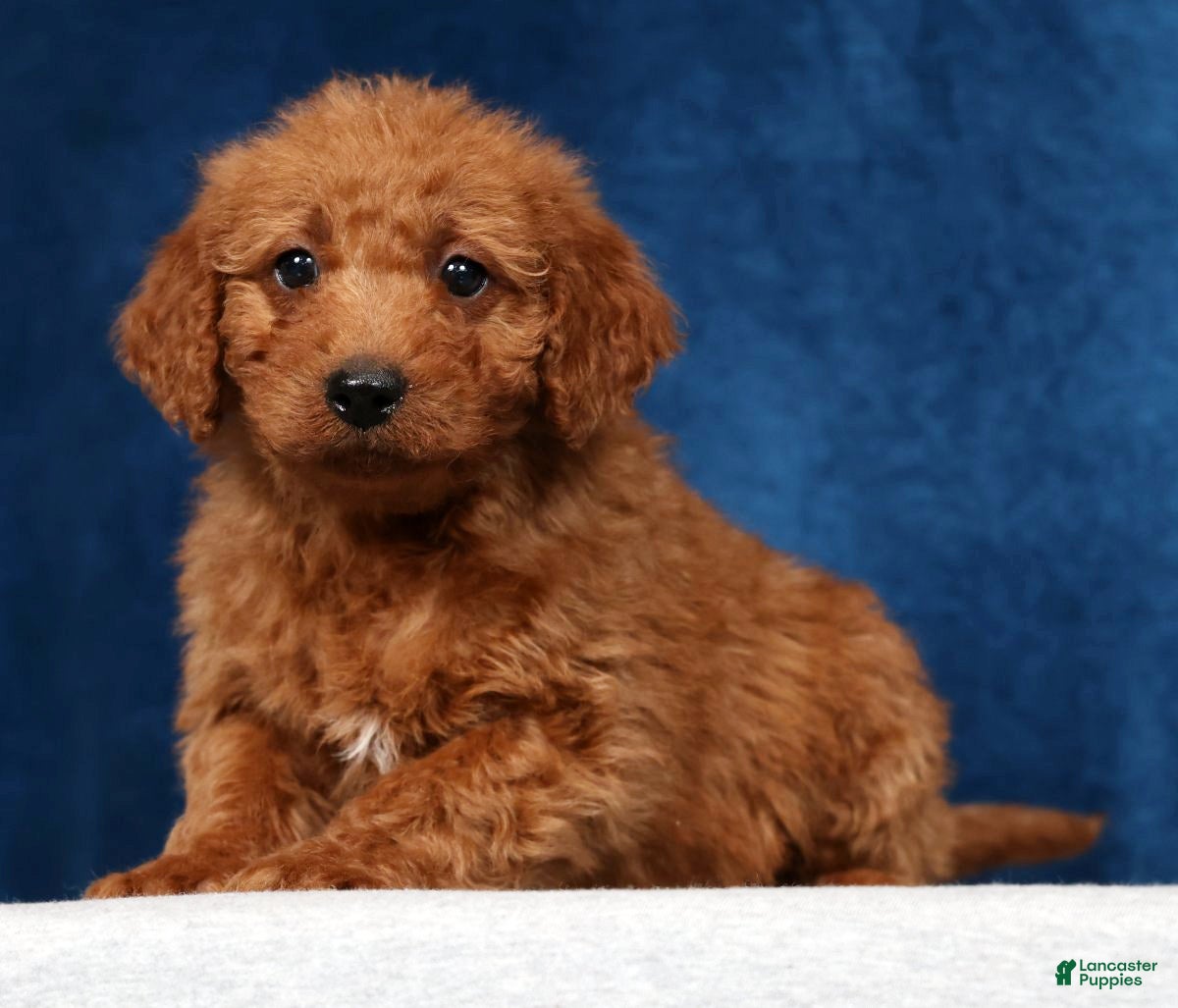 Mini Goldendoodle dogs Snickers - Ad 1