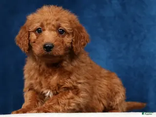 Mini Goldendoodle dogs for sale: Snickers - Ad 4