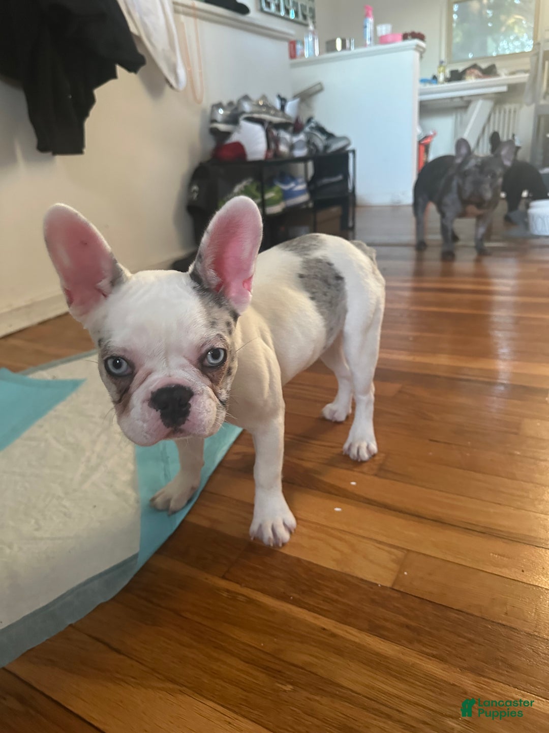 French Bulldog dogs for sale: Willow  - Ad 3