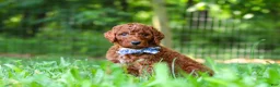 Standard Poodle dogs for sale: Cooper - Ad 4