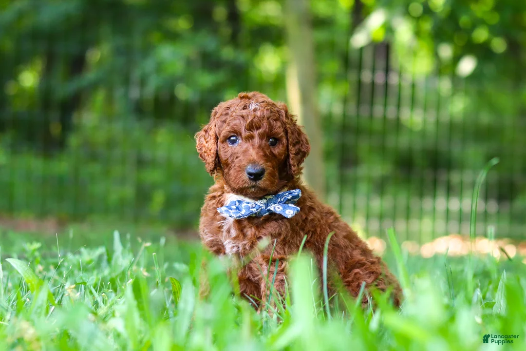 Standard Poodle dogs for sale: Cooper - Ad 1