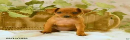 Miniature Pinscher dogs for sale: Rachael - Ad 3