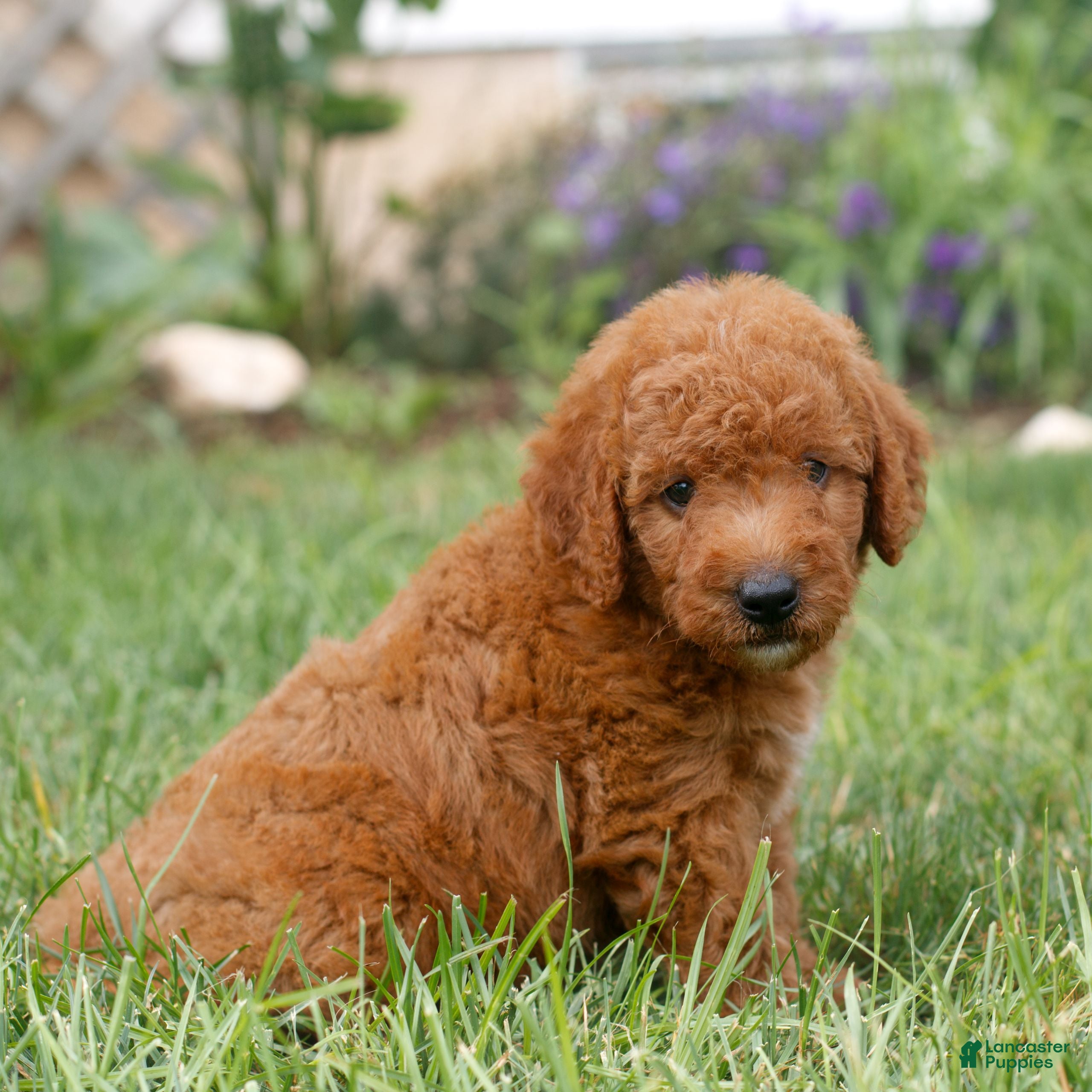 Miniature Labradoodle dogs Flynn  - Ad 2
