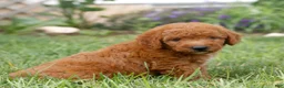 Miniature Labradoodle dogs for sale: Flynn  - Ad 2
