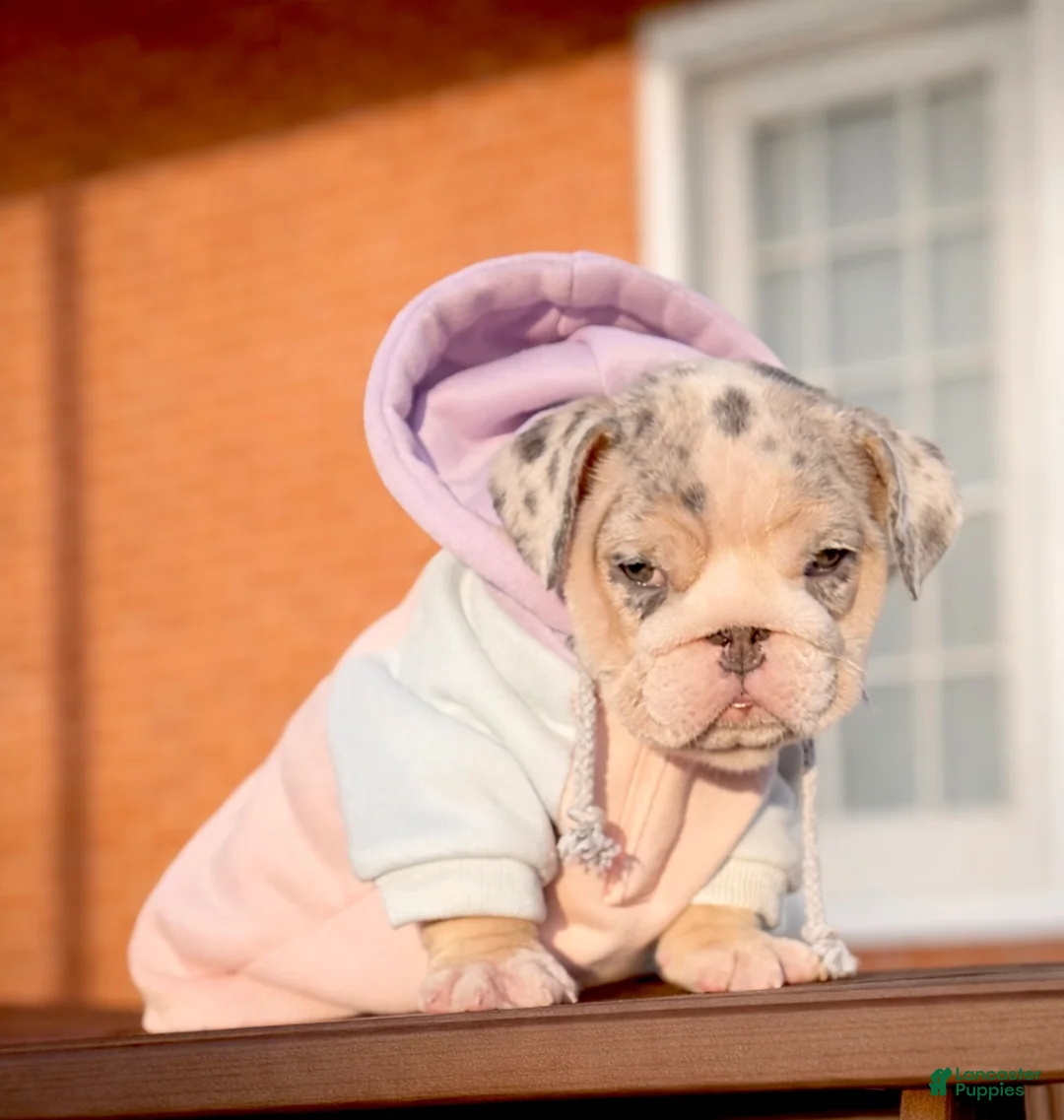 English Bulldog dogs for sale: Katerina - Ad 4