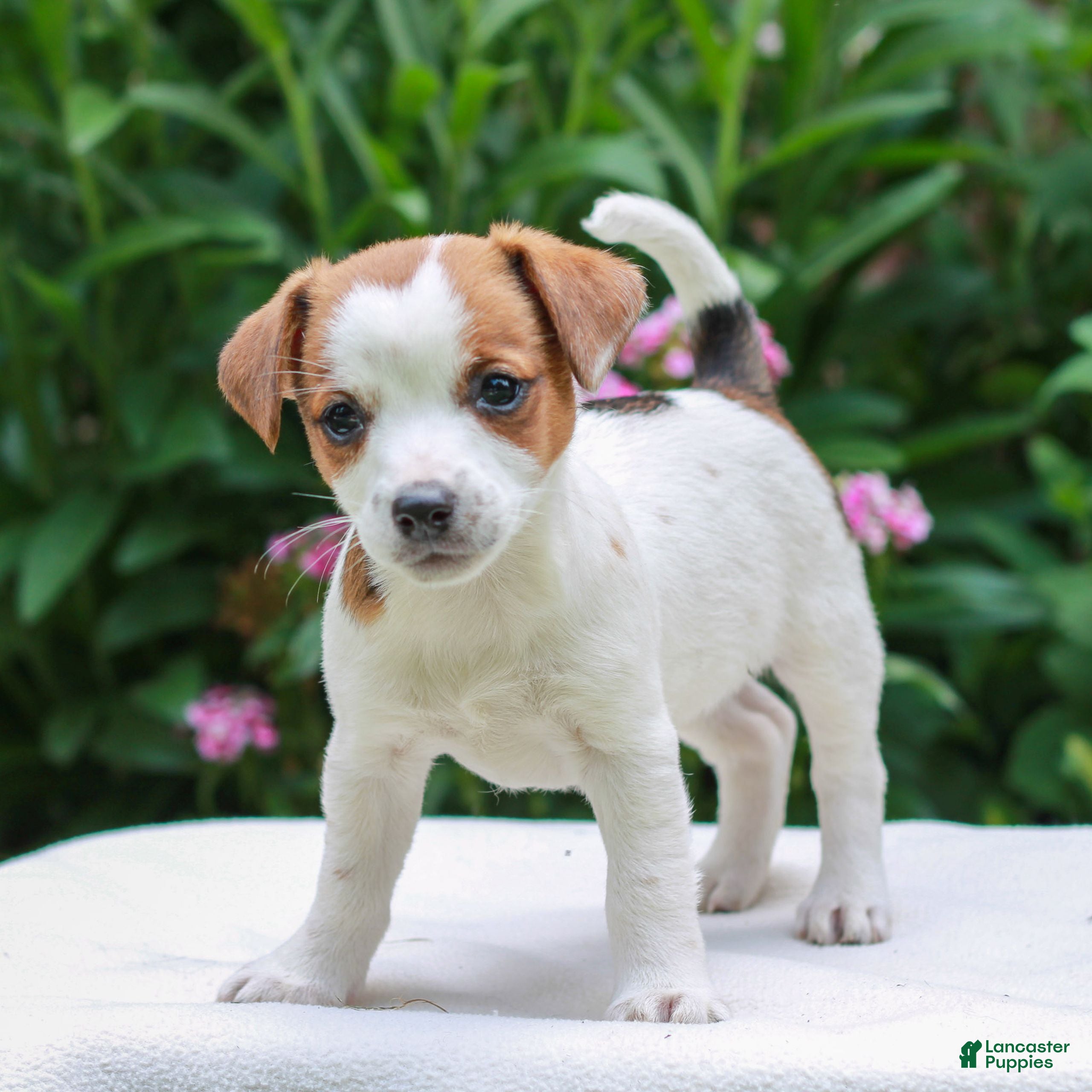 Mixed Breed dogs Becky  - Ad 1