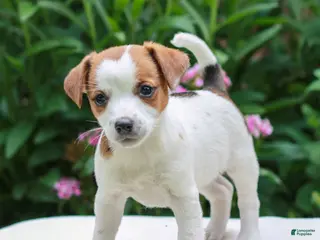 Mixed Breed dogs for sale: Becky - Ad 3
