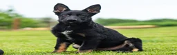 German Shepherd dogs for sale: Shane German Shepherd Puppy  - Ad 4