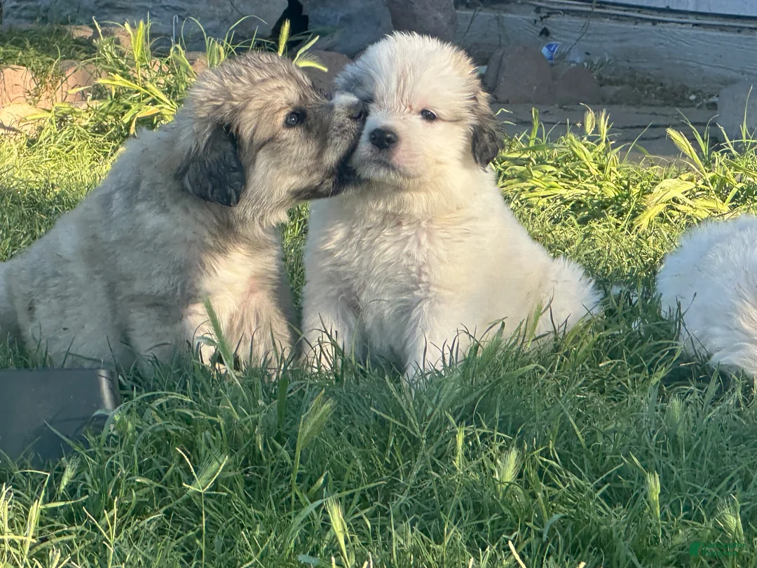 Mixed Breed dogs for sale: Mixed Breed Puppy 9 - Ad 1