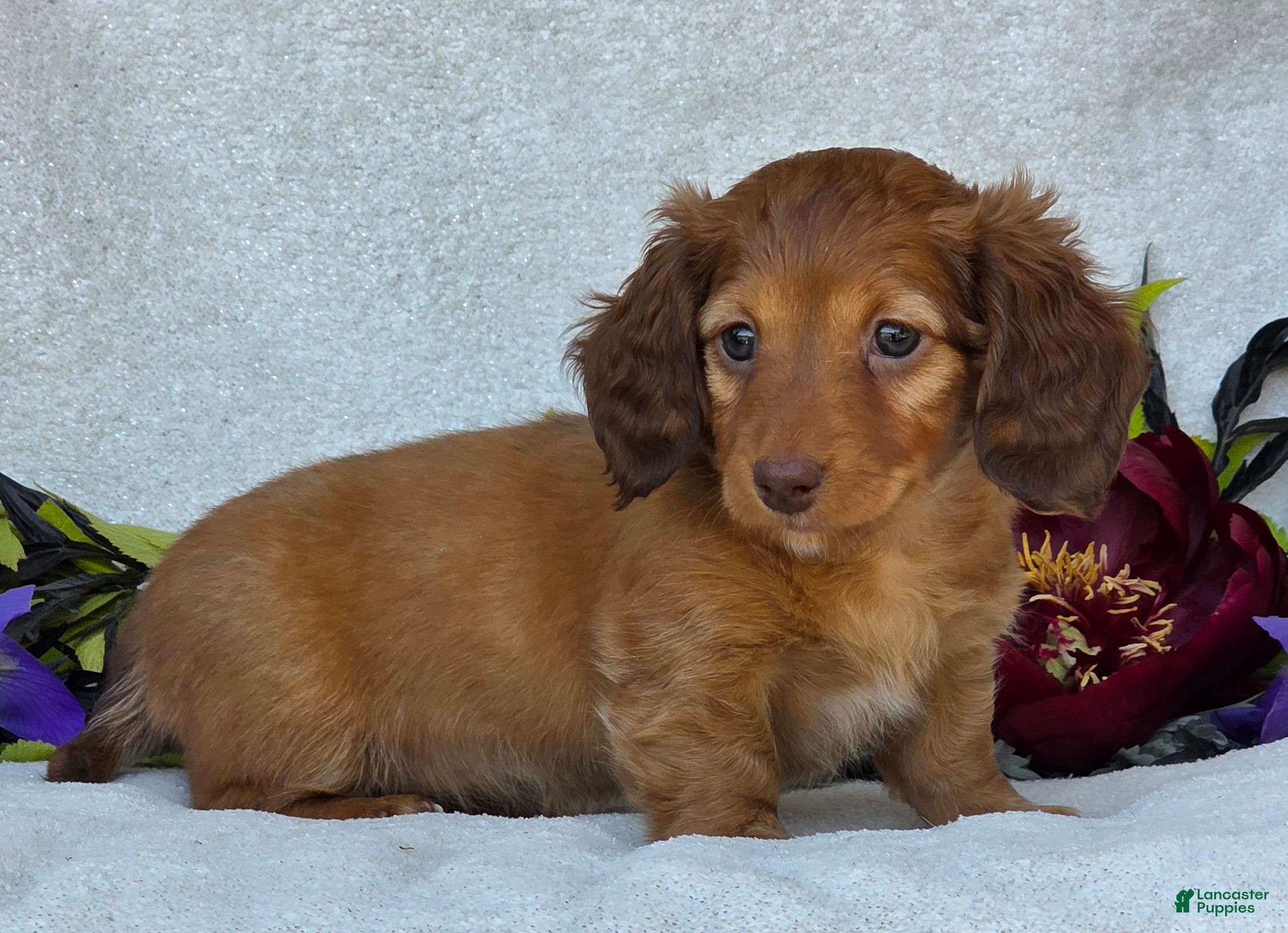 Miniature Dachshund dogs for sale: Liana - Ad 4