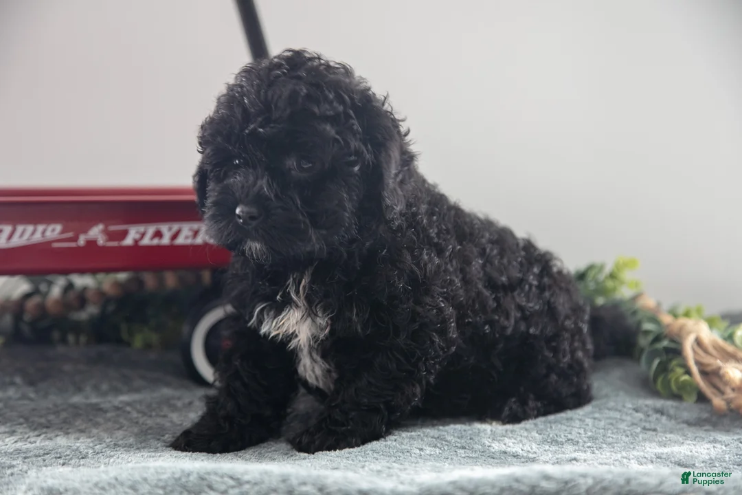 Mixed Breed dogs for sale: Blackie - Ad 3