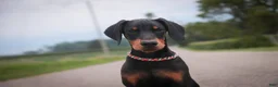 Doberman Pinscher dogs for sale: Griffin - Ad 4