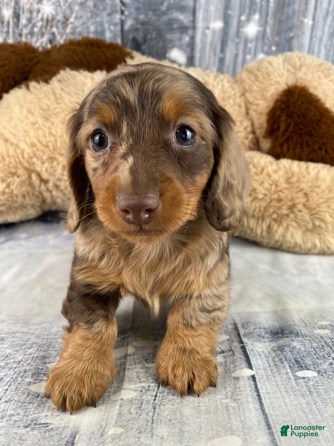 Miniature Dachshund dogs for sale: Skye - Ad 1