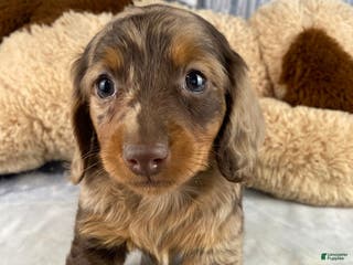 Miniature Dachshund dogs Skye - Ad 21