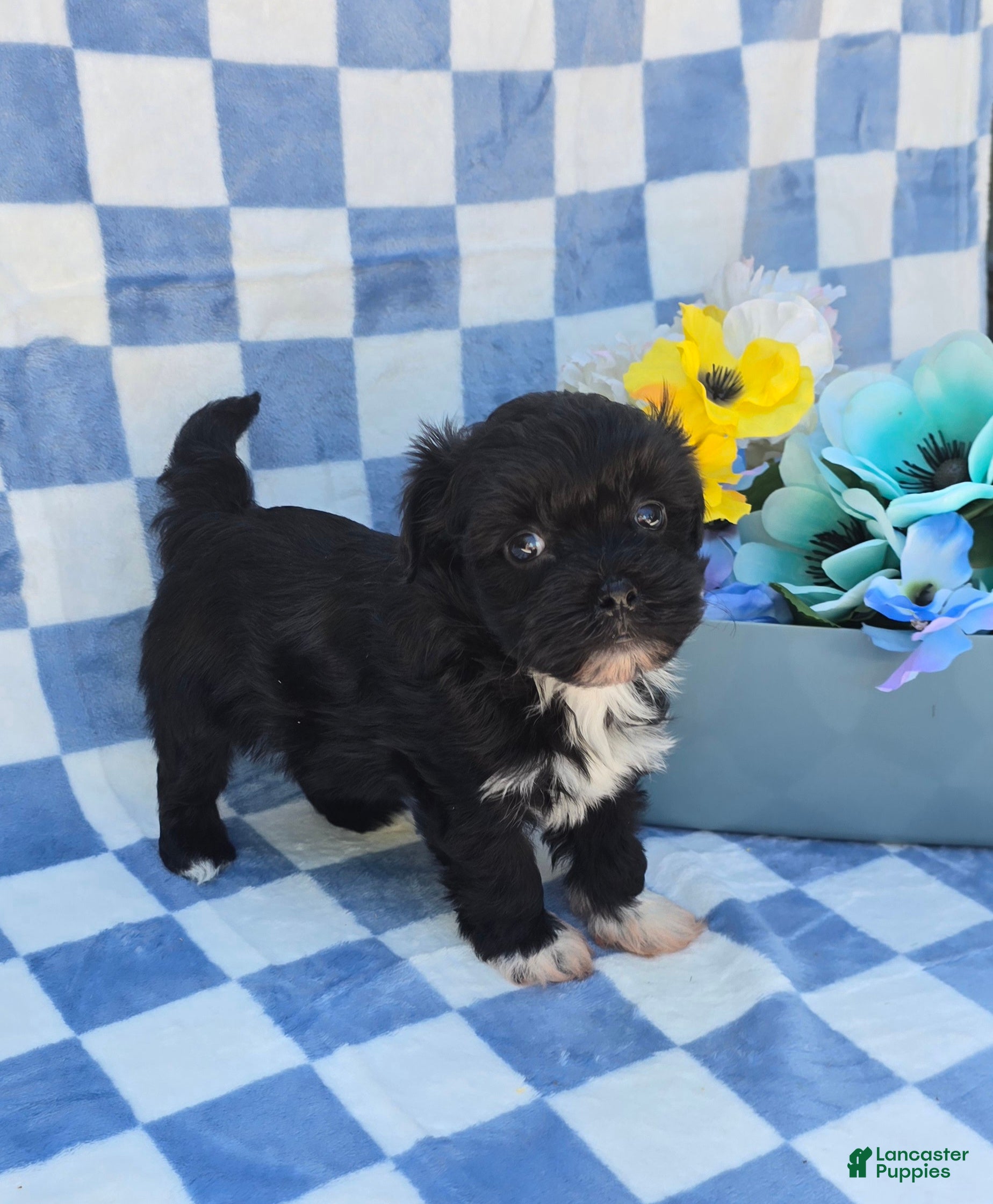 Mixed Breed dogs Shade - Ad 1