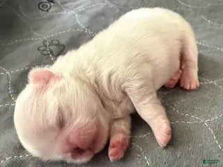Pekingese dogs Boy 1 - Ad 2