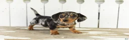 Miniature Dachshund dogs for sale: Otis  - Ad 1