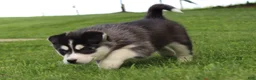 Siberian Husky dogs for sale: Ace - Ad 5