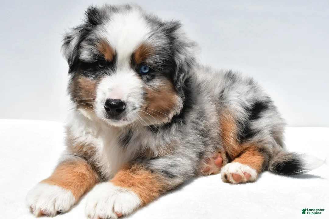Miniature Australian Shepherd dogs for sale: Joey - Ad 1