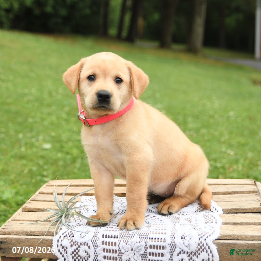 Labrador Retriever dogs Marigold - Ad 2