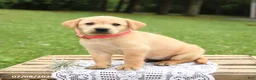 Labrador Retriever dogs for sale: Marigold - Ad 2