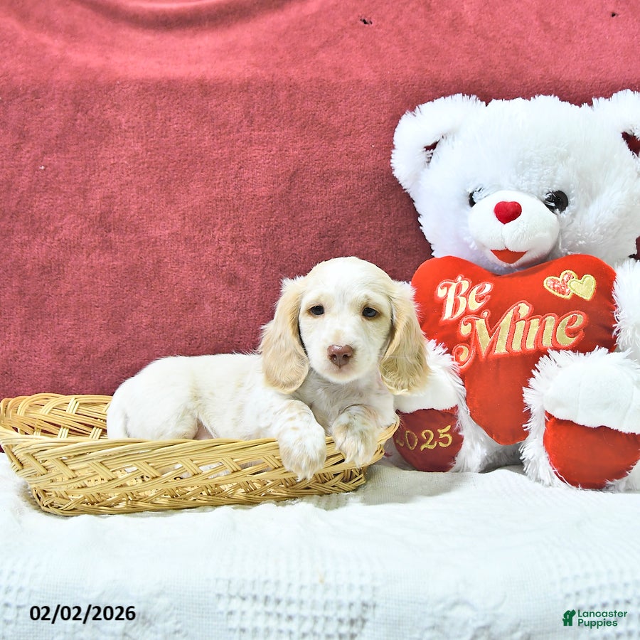 Miniature Dachshund dogs Sugar - Ad 2