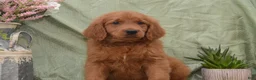 Goldendoodle dogs for sale: Buddy - Ad 3