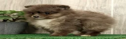 Pomeranian dogs for sale: Levi - Ad 9