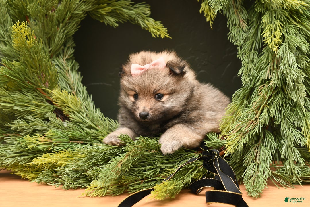 Pomeranian dogs for sale: Clea - Ad 1