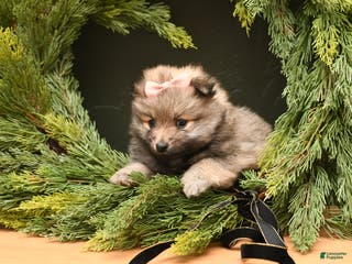 Pomeranian dogs Clea - Ad 23