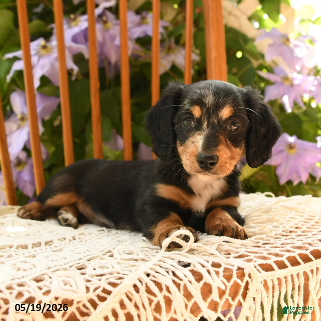 Miniature Dachshund dogs for sale: Millie - Ad 1