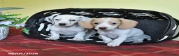 Miniature Dachshund dogs for sale: Kathleen - Ad 5
