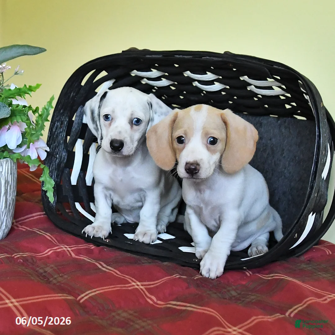 Miniature Dachshund dogs for sale: Kathleen - Ad 5