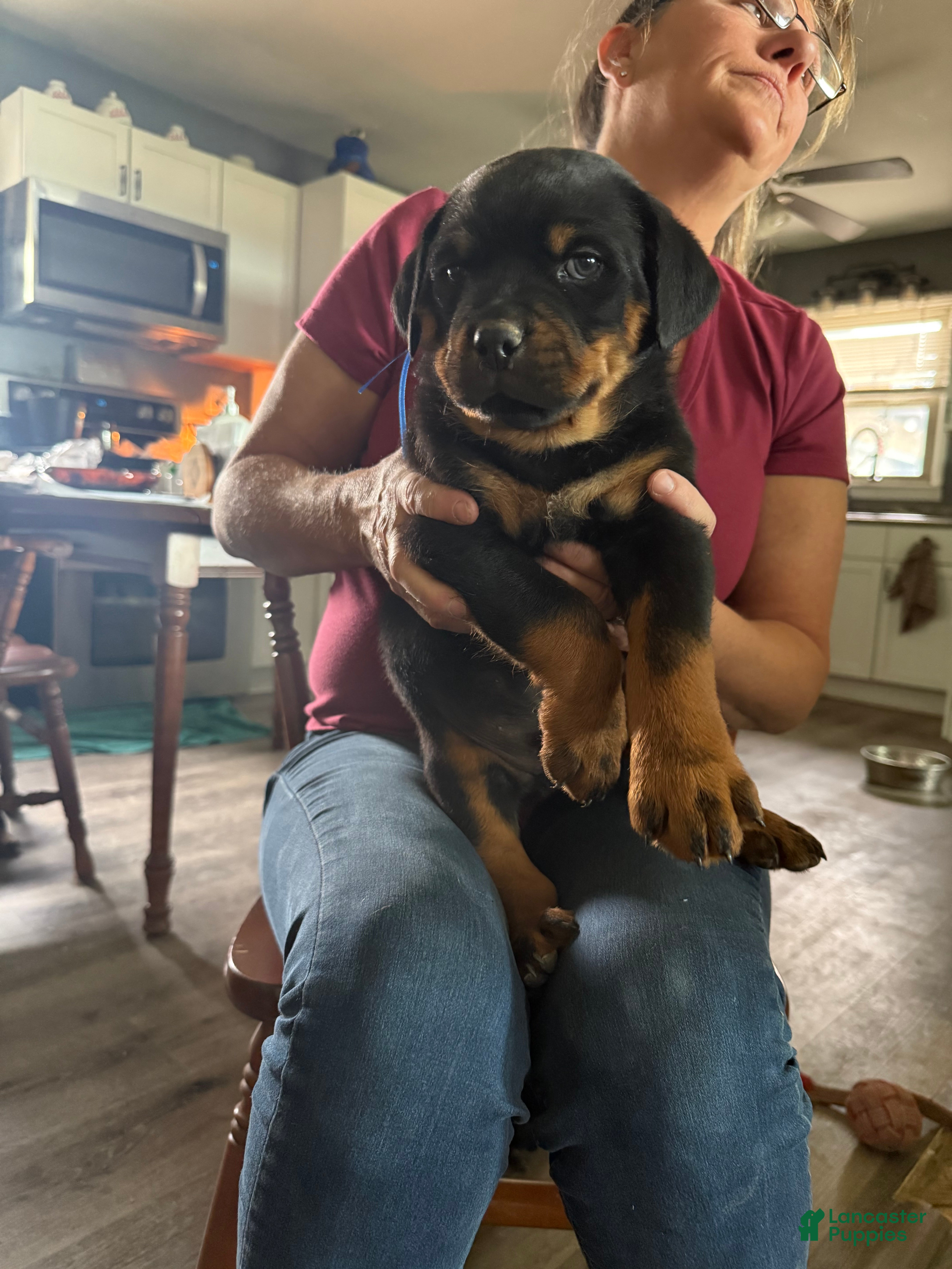 Rottweiler dogs for sale: Rottweiler Puppy 2 - Ad 3