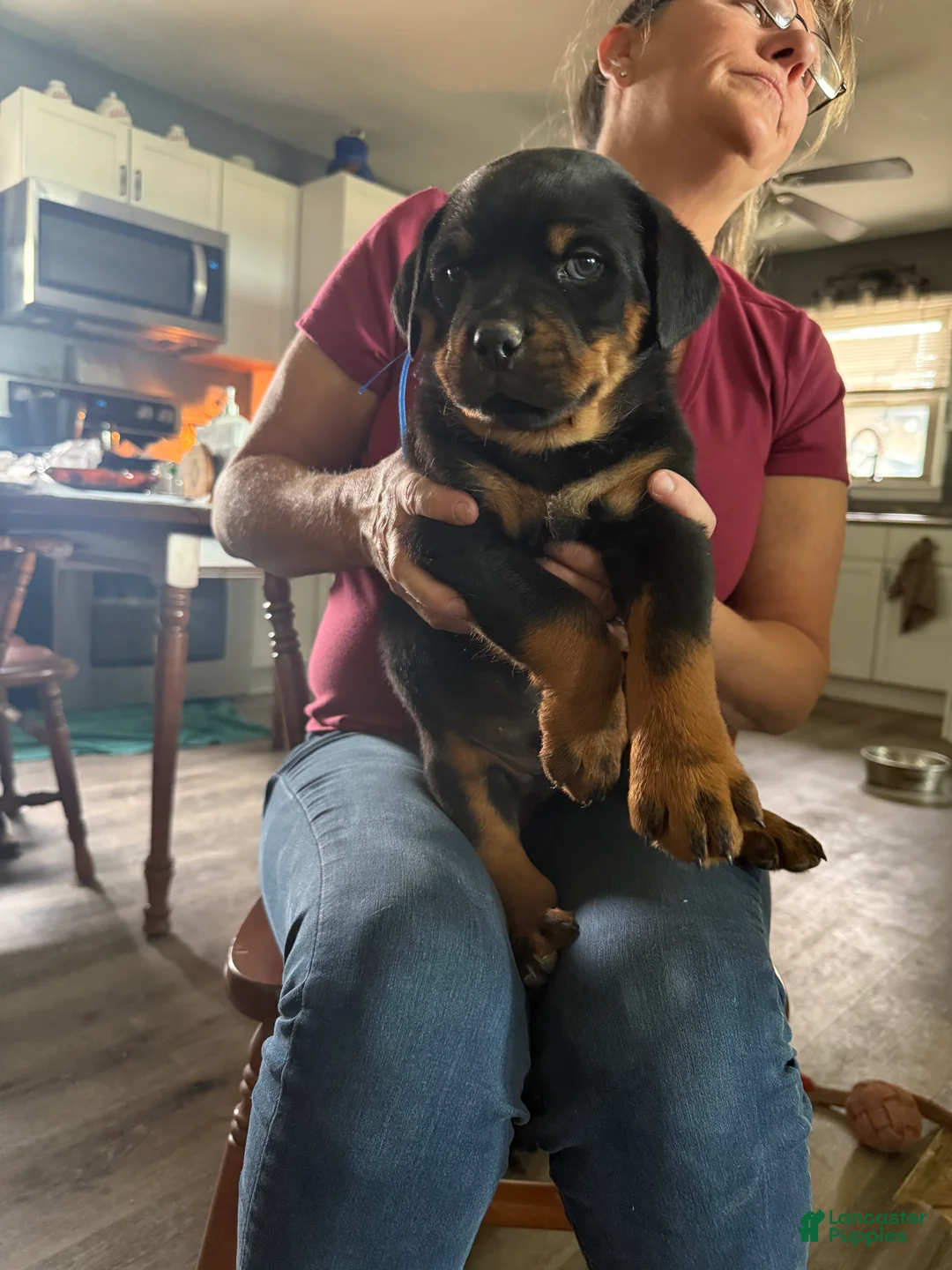 Rottweiler dogs for sale: Rottweiler Puppy 2 - Ad 1
