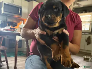 Rottweiler dogs for sale: Rottweiler Puppy 2 - Ad 3