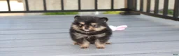 Pomeranian dogs for sale: Tilly - Ad 7