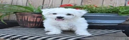 Mixed Breed dogs for sale: Edmund - Ad 4